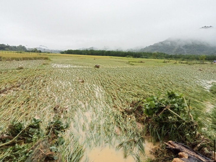 Mưa lũ gây ngập úng, thiệt hại diện tích lúa màu đang chuẩn bị vào kỳ thu hoạch của bà con nông dân xã Thanh Quân, huyện Như Xuân (Thanh Hóa) - Ảnh do UBND huyện Như Xuân cung cấp