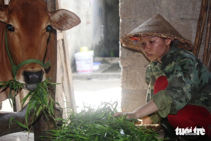 Bạn Lê Thị Hạnh - xã Phú Lộc, huyện Can Lộc, Hà Tĩnh - cắt cỏ chăn bò năm 2015 - Ảnh: DOÃN HÒA