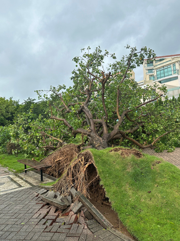 Hiện trường cây bật gốc sau bão Saola tại Hong Kong - Ảnh: REUTERS