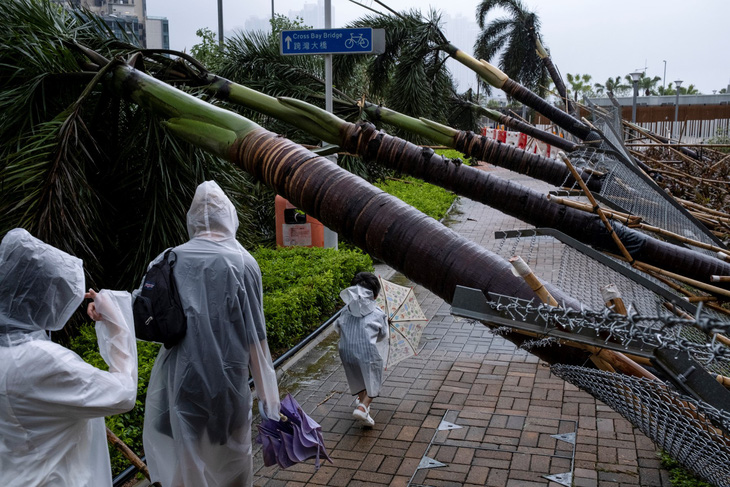 Cây đổ do gió lớn sau bão tại Hong Kong - Ảnh: AFP