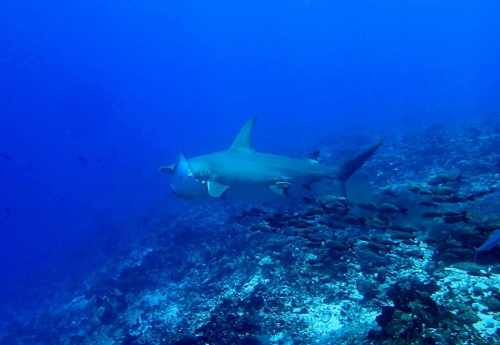 Hammerhead shark - Photo: The Sun/MPS/Thomas Pavie