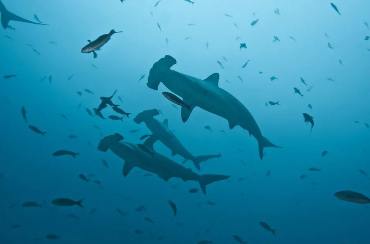 Several female hammerhead sharks have mysteriously gathered in the central area of ​​Tikehau and Rangiroa atolls, Polynesian islands, France - Photo: Getty