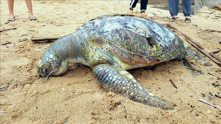Rùa biển chết dạt vào Bãi Trước - TP Vũng Tàu - Ảnh: TTXVN