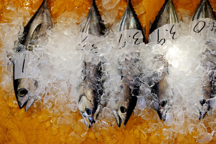Cá ngừ vằn tại chợ cá cảng Kure, thị trấn Nakatosa, tỉnh Kochi, Nhật Bản, ngày 14-5-2022 - Ảnh: REUTERS