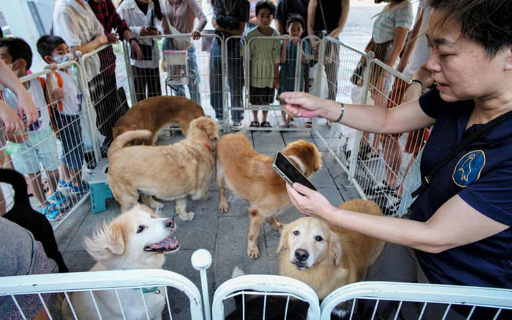 Ứng viên lãnh đạo Đài Loan đề xuất tặng thú cưng cho cặp đôi sinh con