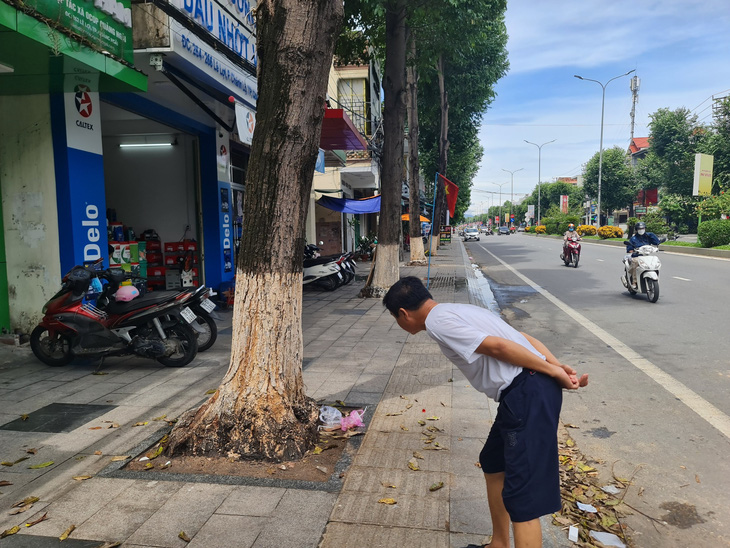 The decades-old Black Star tree died unexpectedly, causing people regret - Photo: TRAN MAI
