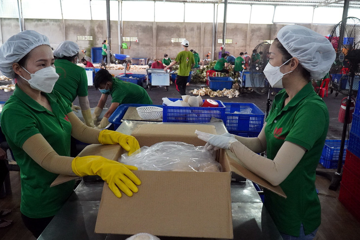 Công nhân đóng gói sản phẩm tại một công ty chế biến xuất khẩu dừa Bến Tre - Ảnh: MẬU TRƯỜNG