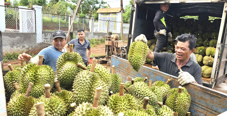 Sầu riêng góp công lớn giúp giá trị xuất khẩu trái cây Việt Nam đạt kỷ lục - Ảnh: NGUYỄN TRÍ