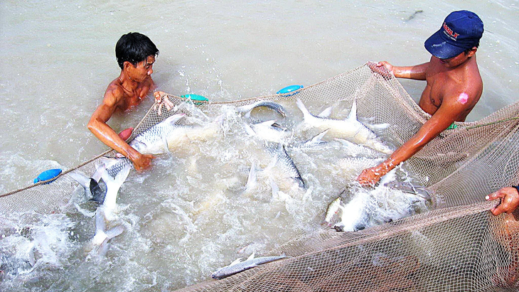 Cá cóc bố mẹ được thuần dưỡng và sinh sản nhân tạo tại Trung tâm Quốc gia giống thủy sản nước ngọt