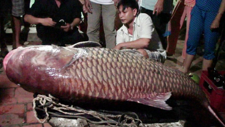 Bây giờ rất hiếm hoi ngư dân mới bắt được con cá hô khủng nặng 130 kg trên sông Cổ Chiên như thế này Ảnh ĐẠI VIỆT