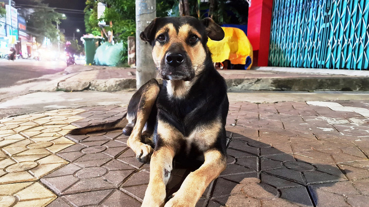 Milu - chú chó của cả xóm nhỏ ở góc đường Quang Trung - Trần Hưng Đạo, TP Quảng Ngãi - Ảnh: TRẦN MAI