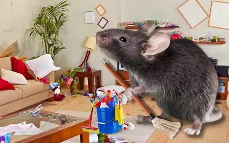 Chú chuột dọn nhà cho chủ mỗi đêm