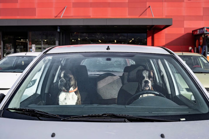 Hai con chó Boxer (hay chó võ sĩ) đang ngồi chờ chủ trong xe tại một trung tâm mua sắm ở khu đô thị Matulji, Croatia. Nổi tiếng là giống chó vui vẻ, nhưng nhìn hai cái mặt “chảy xệ” này thì có lẽ là chủ chúng đã đi hơi lâu! (Reuters/Marko Djurica)