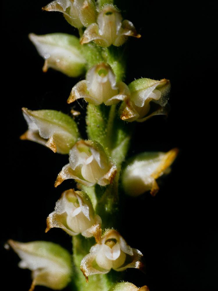 Lan Goodyera oblongifolia (Ảnh: goorchids.northamericanorchidcenter.org)