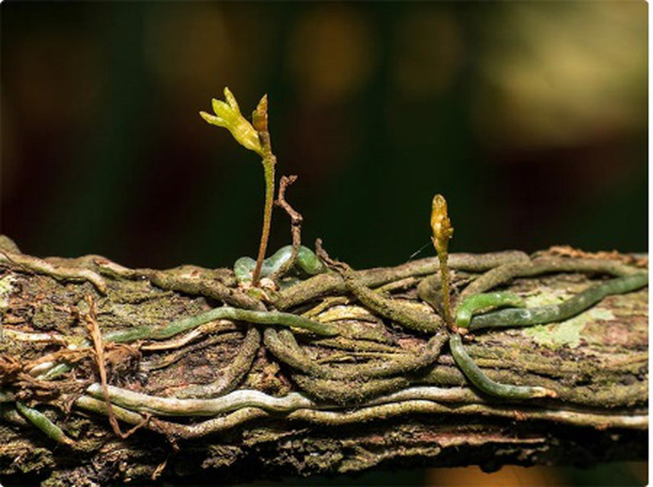 Lan Căn Diệp này không bao giờ có lá, chỉ có các tế bào vỏ rễ chứa lục lạp để làm nhiệm vụ quang hợp. Rễ lan này không vùi trong đất mà quấn quanh thân cây chủ hay tảng đá. Ảnh của Satyajit Dutta