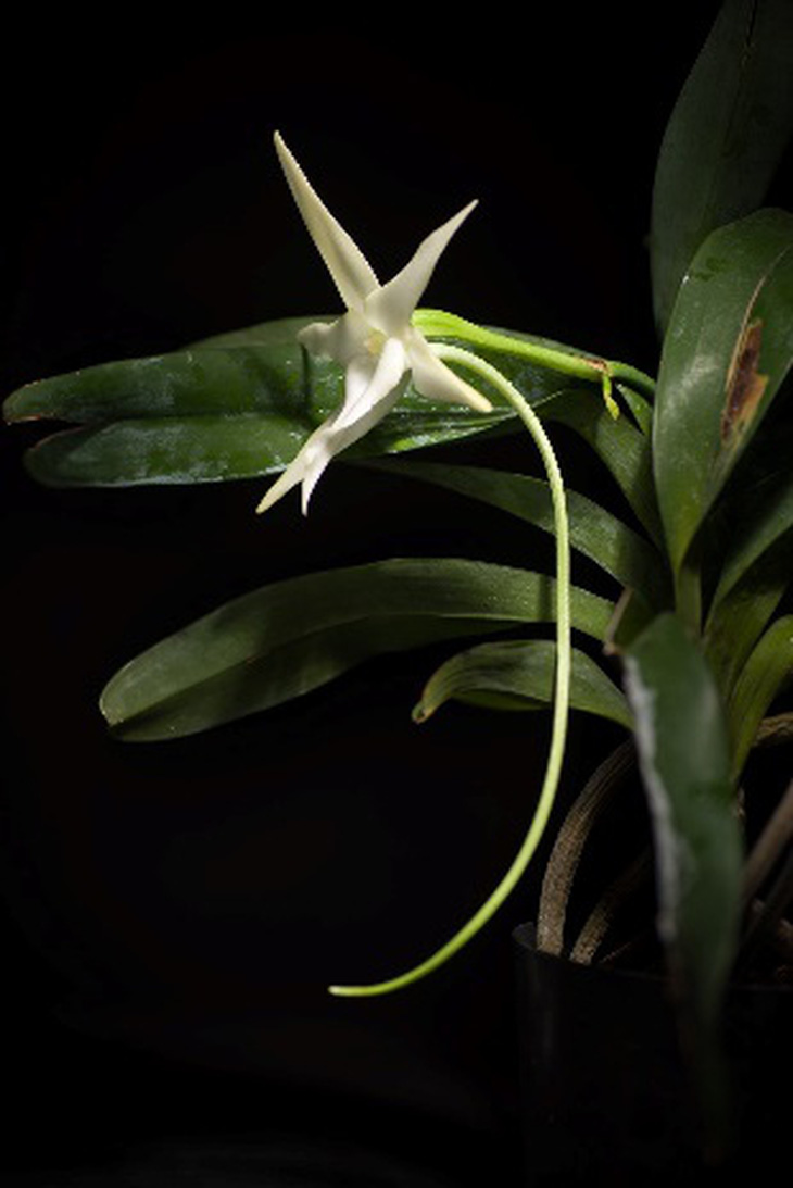 Lan Darwin (Angraecum sesquipedale), chính là loài lan đã ám ảnh Darwin, có bầu phấn dài 30cm chỉ loài bướm đêm Hawk mới có vòi đủ dài để chạm vào. 