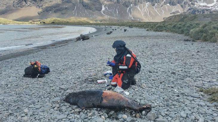 Nhà nghiên cứu Marco Falchieri lấy mẫu của một con hải cẩu ở đảo South Georgia, Nam Cực - Ảnh: APHA