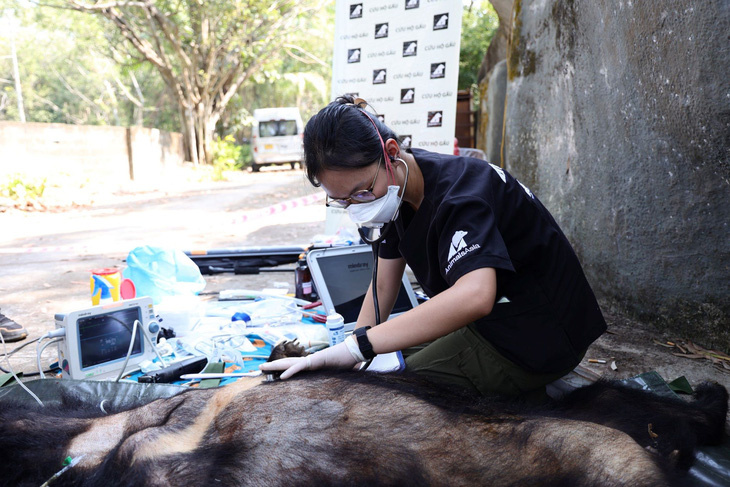 Bác sĩ thú y khám sức khỏe lâm sàng gấu ngựa trước khi đưa về Vườn quốc gia Bạch Mã - Ảnh: Tổ chức Động vật châu Á