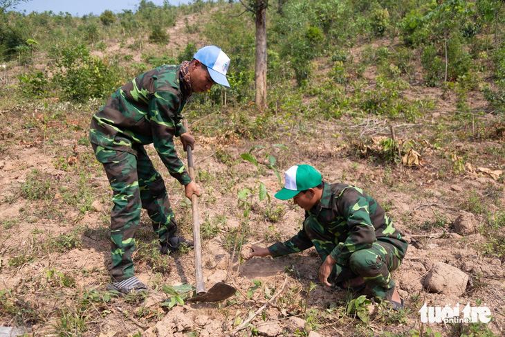 Công ty TNHH xã hội Trồng và Phục hồi rừng Việt Nam trồng rừng đầu nguồn ở huyện Hướng Hóa, tỉnh Quảng Trị - Ảnh: HOÀNG TÁO