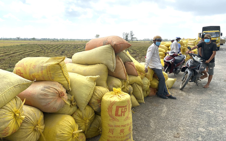 Cần có sự liên kết, hợp tác chặt chẽ giữa doanh nghiệp và nông dân trong tiêu thụ lúa - Ảnh: KHẮC TÂM