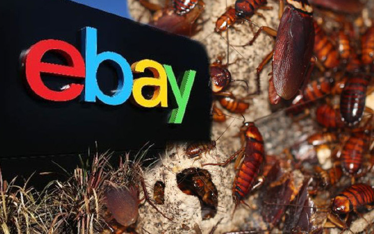 Nhân viên gửi gián sống cho khách, eBay bị phạt 3 triệu USD