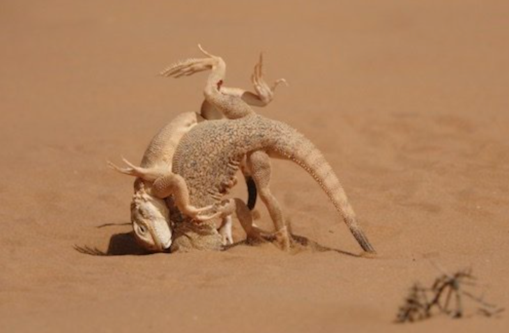 Tác phẩm "Vật lộn trên cát" ghi lại hình ảnh 2 con thằn lằn sa mạc cố hết sức vùi dập đối thủ của nhiếp ảnh gia Victor Tyakht giành giải nhì ở hạng mục động vật - Ảnh: VICTOR TYAKHT