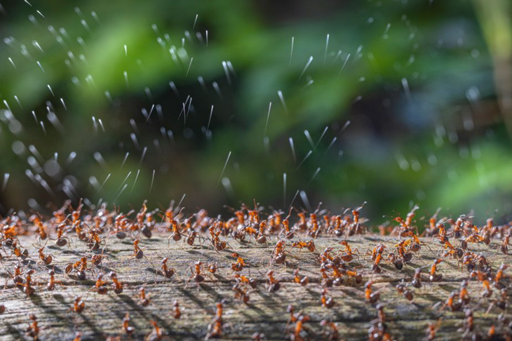 Tác phẩm "Kiến gỗ tiết axit" do nhiếp ảnh gia René Krekels chụp cho thấy hình ảnh một đàn kiến ở Hà Lan đồng loạt phun chất dịch màu trắng để phòng vệ trước kẻ thù. Tác phẩm này giành giải nhất ở hạng mục côn trùng - Ảnh: RENÉ KREKELS