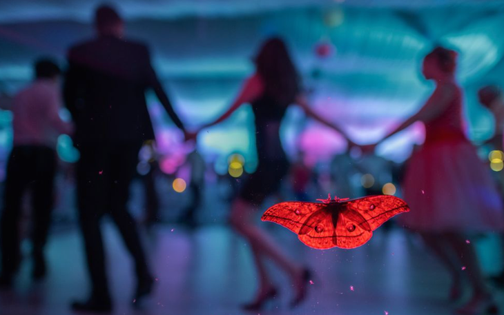 Tác phẩm "Khách dự đám cưới" ghi lại hình ảnh một con bướm đêm lớn đậu trên trên cửa kính của một bữa tiệc cưới ở Uzsa, Hungary đạt giải nhất ở hạng mục bướm và chuồn chuồn - Ảnh: CSABA DARÓCZI
