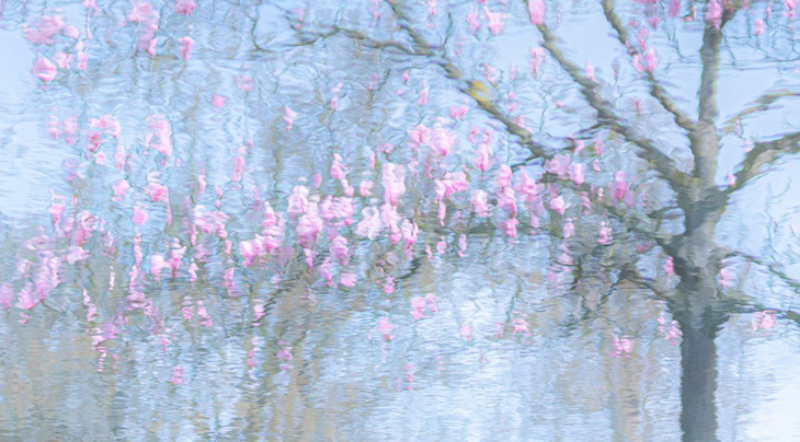 Tác phẩm &quot;Phản chiếu&quot; là hình ảnh dưới mặt nước của một cái cây ở Hà Lan, do nhiếp ảnh gia Ria Bloemendaal chụp, đoạt giải nhất ở hạng mục ảnh thực vật - Ảnh: RIA BLOEMENDAAL