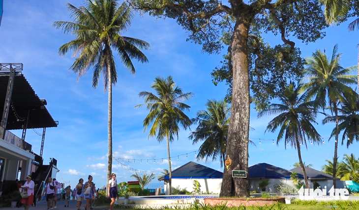 A large number of domestic and foreign tourists come to visit and admire the "tool"  mangoes for about 300 years in Chuong Vich hamlet (Ganh Dau commune, Phu Quoc city) - Photo: CHI CONG