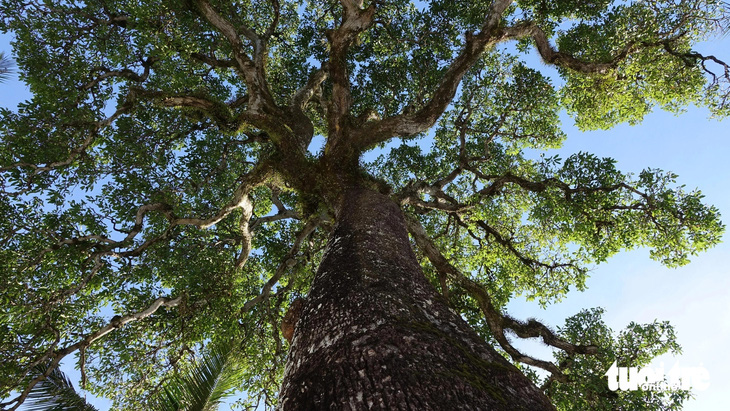 "Instrument"  The mango has many unique curved branches that visitors love to see - Photo: CHI CONG