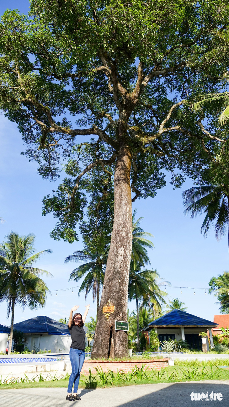 "Instrument"  The 300-year-old mango in Chuong Vich hamlet (Ganh Dau commune, Phu Quoc city) has a height of more than 30m and branches about 20m wide, always attracting local people and tourists to visit and take photos - Photo: CHI CONG