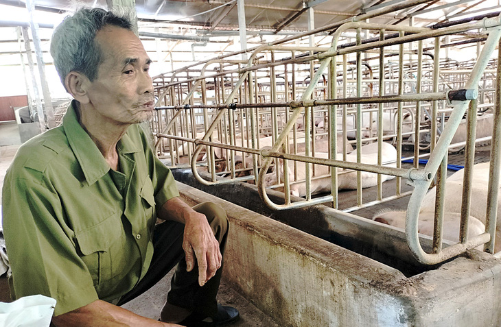 Người chăn nuôi heo ở huyện Long Hồ, tỉnh Vĩnh Long điêu đứng vì bệnh dịch tả heo châu Phi - Ảnh: CHÍ HẠNH