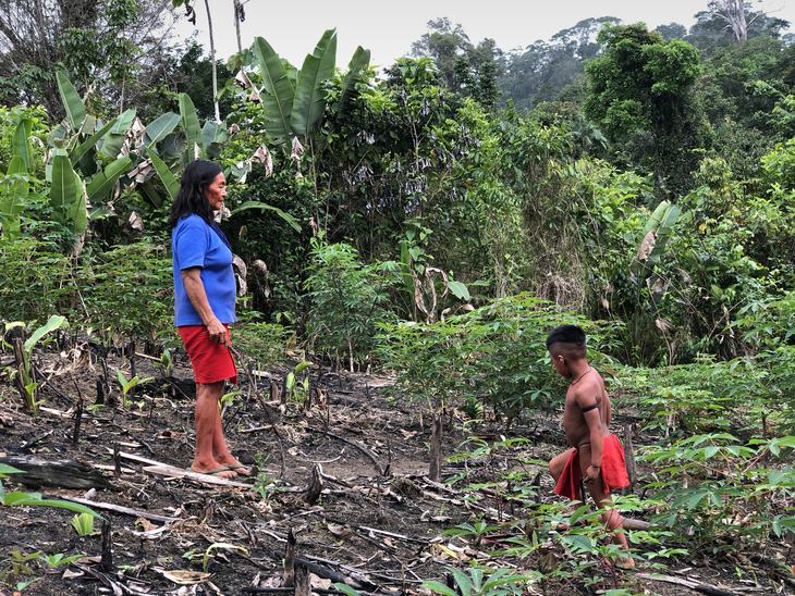 Tộc trưởng người Waiapi, bà Ajareaty, dẫn cháu trai 5 tuổi của mình, Heron, đi tham quan đồn điền sắn, chuối, đậu phộng và khoai tây của người bản địa vùng Amazon. Ảnh: Teresa Tomassoni/NBC News