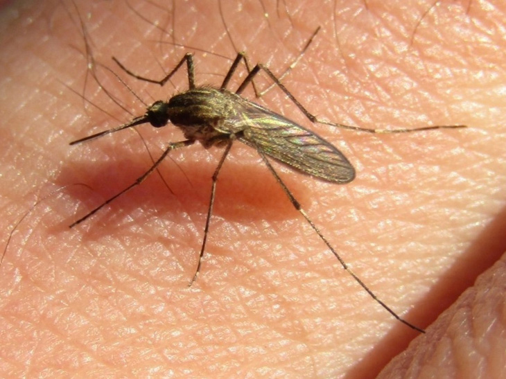 Muỗi 'lũ' xâm chiếm Argentina, lây lan bệnh viêm não hiếm gặp- Ảnh 1.