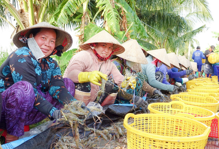 Nông dân ở xã Vĩnh Tuy (huyện Gò Quao, Kiên Giang) nhộn nhịp thu hoạch tôm càng xanh - Ảnh: CHÍ CÔNG