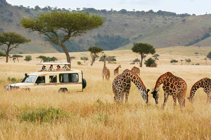 Du khách ngắm hươu cao cổ ở Kenya, châu Phi - Ảnh: COURTESY OF MICATO SAFARIS