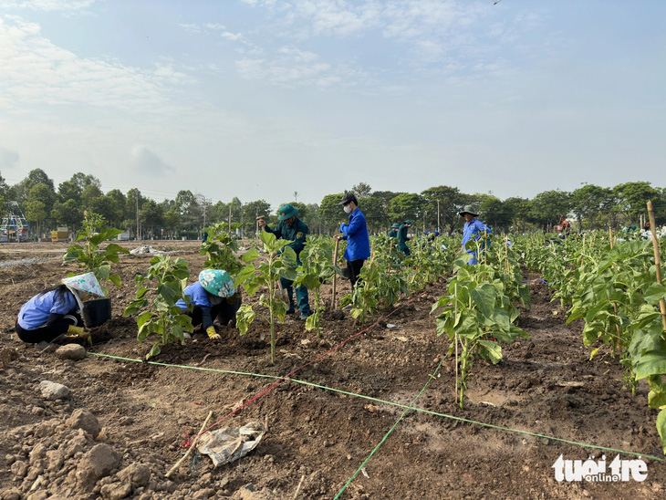 Lực lượng thanh niên tình nguyện đang trồng 5.000 cây hoa hướng dương ở khu vực trung tâm vườn hoa - Ảnh: ĐẶNG TUYẾT