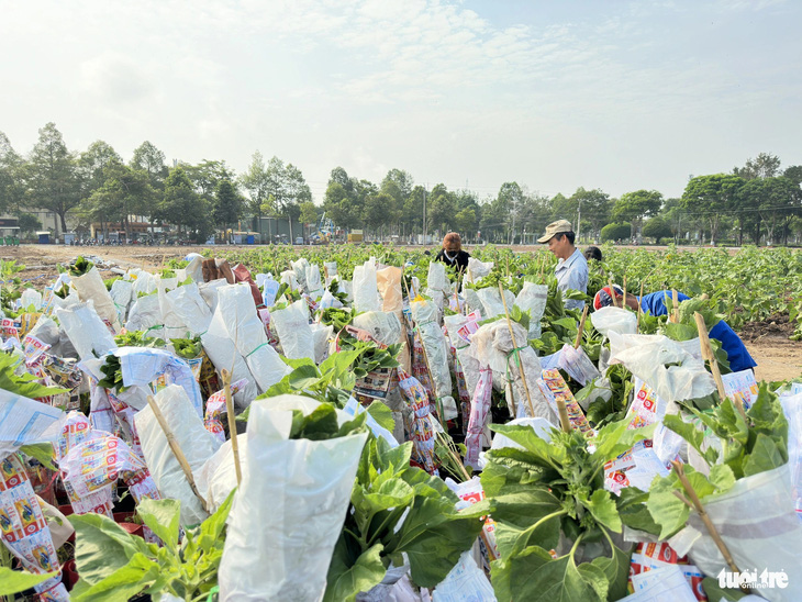 Học sinh và các lực lượng tình nguyện hỗ trợ công tác trồng hoa - Ảnh: ĐẶNG TUYẾT