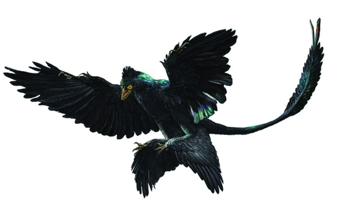 Microraptor - một loài khủng long nhỏ, bốn cánh, có bộ lông màu đen óng ánh, tương tự như chim quạ. Minh họa của Zhao Chuang (Peking Natural Science Organization)