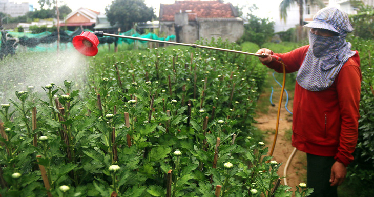 Người dân ở xã Bình Kiến (TP Tuy Hòa, tỉnh Phú Yên) phun thuốc, ngừa sâu bệnh cho cúc đại đóa chuẩn bị bán Tết - Ảnh: NGUYỄN HOÀNG