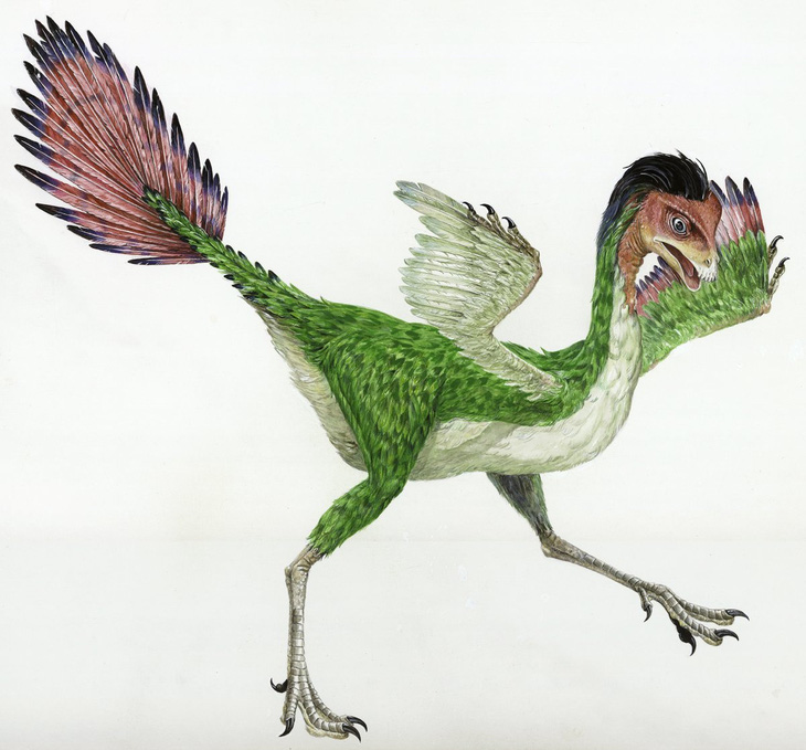 Caudipteryx zoui - loài khủng long có kích thước bằng một con công và giống một con chim hiện đại, đuôi ngắn và chân dài, có lông đối xứng trên các chi và đuôi. Ảnh: James Reece/Bảo tàng Úc