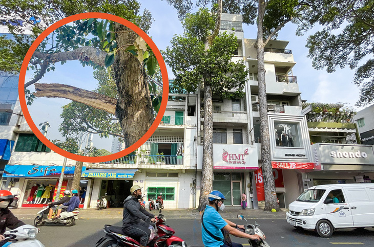 Nhánh cây ở đường Nguyễn Trãi (quận 5, TP.HCM) bị gãy có đường kính khoảng 10cm, dài khoảng 3,5m và ở vị trí cách mặt đất gần 30m - Ảnh: CHÂU TUẤN