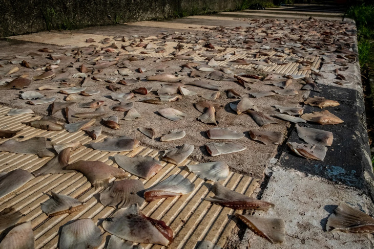 Tại một khu chợ truyền thống của Indonesia, vây cá mập nằm phơi khô trên mặt đất. Ảnh: weanimalsmedia.org