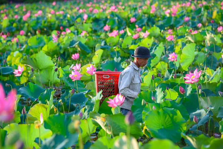 Diện tích đất trồng lúa ở các cánh đồng thiếu hiệu quả đã được huyên cơ cầu trồng sen cho hiệu quả kinh tế cao