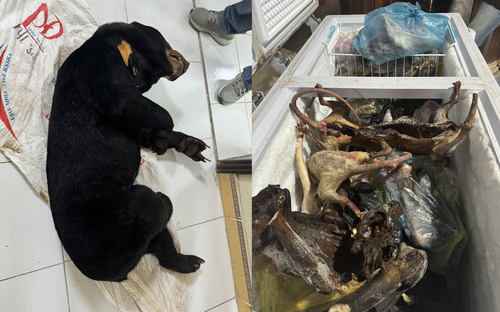 Khởi tố 3 người tàng trữ, buôn bán gấu chó mua từ Lào sang