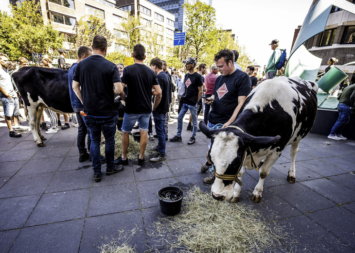 Nông dân nuôi bò biểu tình ở The Hague, Hà Lan, tháng 6-2023. Ảnh: AFP