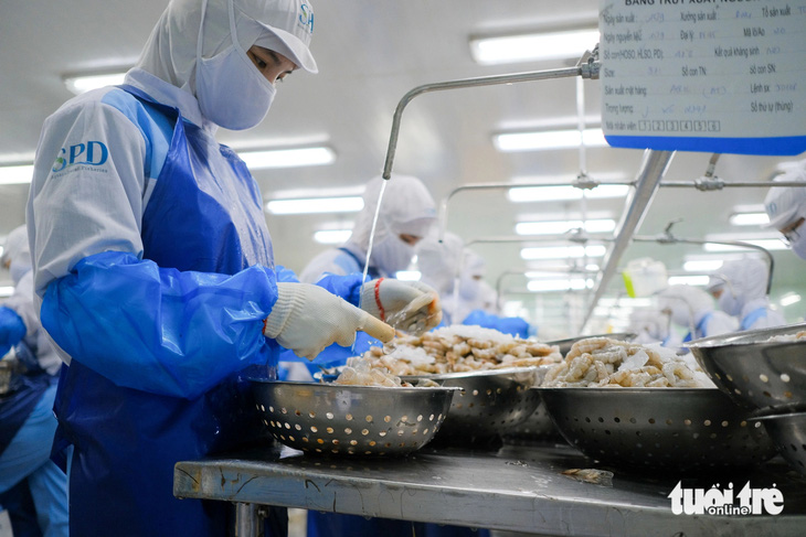 Công nhân chế biến tôm xuất khẩu trong một doanh nghiệp thủy sản miền Trung - Ảnh: TẤN LỰC 