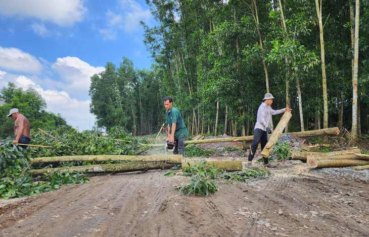 Cưa cây lấy mặt bằng làm cao tốc Biên Hòa - Vũng Tàu tại xã Long An, huyện Long Thành sáng 11-10-2023 - Ảnh: HÀ MI