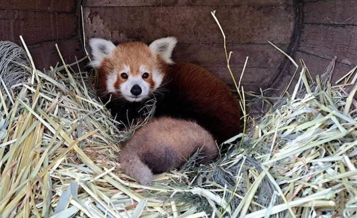 Hai u con cái panda đỏ gay - Ảnh: Rebecca Surian